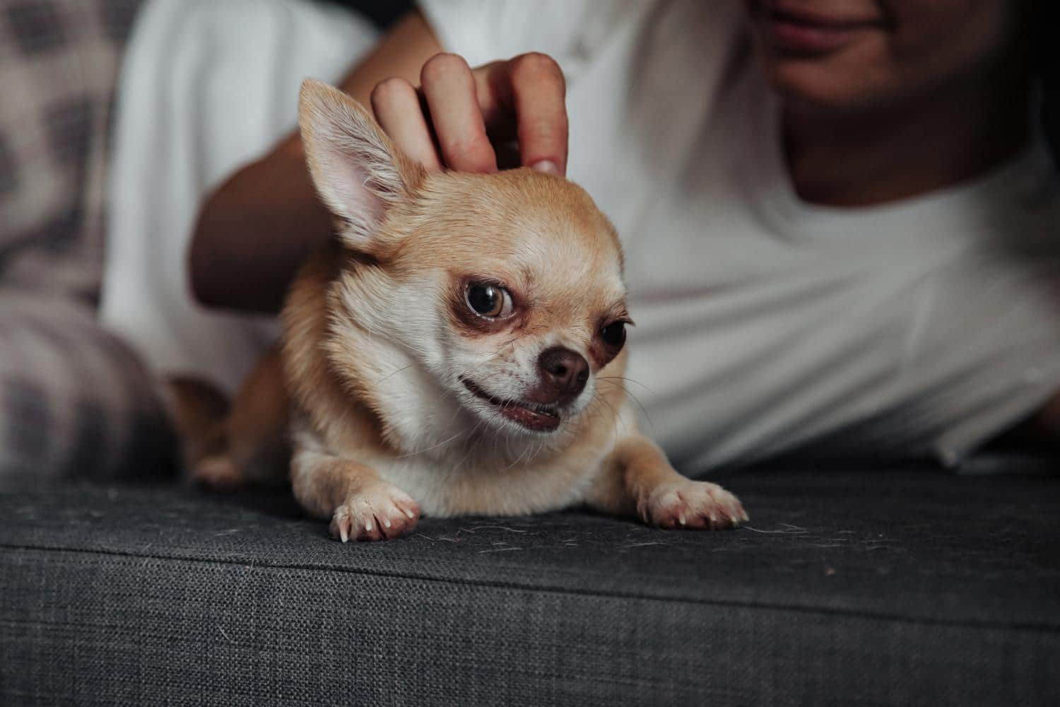 Haaren Chihuahua? - ChihuahuaSeite.de