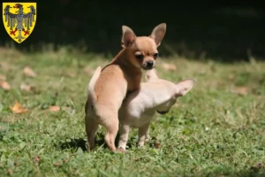 Mehr über den Artikel erfahren Chihuahua Züchter und Welpen in Aachen
