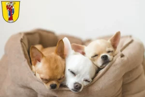 Mehr über den Artikel erfahren Chihuahua Züchter und Welpen in Altötting