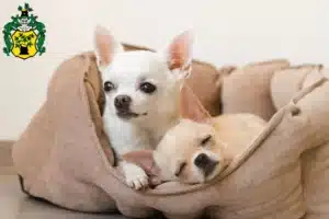 Mehr über den Artikel erfahren Chihuahua Züchter und Welpen in Apolda