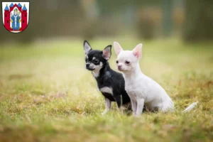 Mehr über den Artikel erfahren Chihuahua Züchter und Welpen in Aschaffenburg