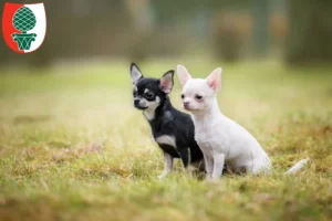 Mehr über den Artikel erfahren Chihuahua Züchter und Welpen in Augsburg
