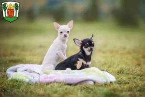 Mehr über den Artikel erfahren Chihuahua Züchter und Welpen in Aurich