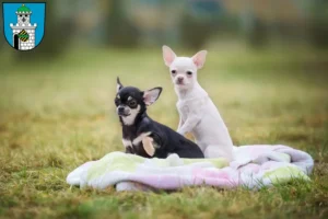 Mehr über den Artikel erfahren Chihuahua Züchter und Welpen in Bad Belzig