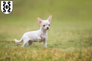 Mehr über den Artikel erfahren Chihuahua Züchter und Welpen in Bad Dürkheim