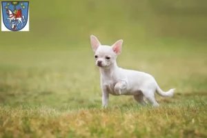 Mehr über den Artikel erfahren Chihuahua Züchter und Welpen in Bad Ems