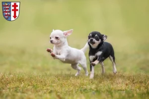 Mehr über den Artikel erfahren Chihuahua Züchter und Welpen in Bad Hersfeld