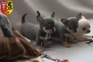 Mehr über den Artikel erfahren Chihuahua Züchter und Welpen in Bad Neuenahr-Ahrweiler