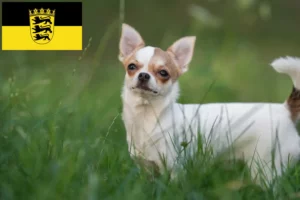 Mehr über den Artikel erfahren Chihuahua Züchter und Welpen in Baden-Württemberg