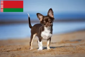 Mehr über den Artikel erfahren Chihuahua Züchter und Welpen in Belarus