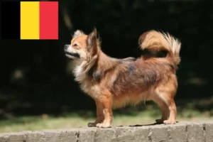 Mehr über den Artikel erfahren Chihuahua Züchter und Welpen in Belgien