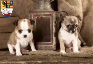 Mehr über den Artikel erfahren Chihuahua Züchter und Welpen in Brake (Unterweser)