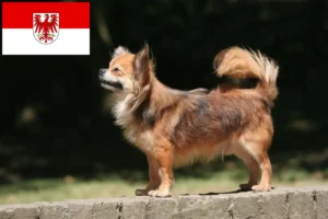 Mehr über den Artikel erfahren Chihuahua Züchter und Welpen in Brandenburg