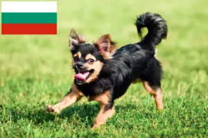Mehr über den Artikel erfahren Chihuahua Züchter und Welpen in Bulgarien