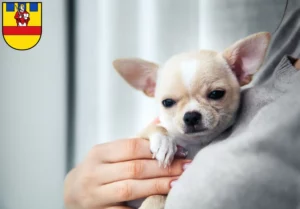 Mehr über den Artikel erfahren Chihuahua Züchter und Welpen in Cloppenburg