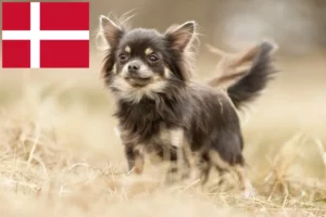 Mehr über den Artikel erfahren Chihuahua Züchter und Welpen in Dänemark