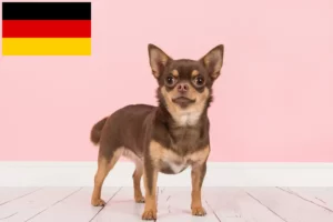 Mehr über den Artikel erfahren Chihuahua Züchter und Welpen in Deutschland