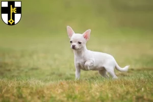 Mehr über den Artikel erfahren Chihuahua Züchter und Welpen in Dorsten