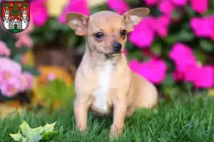 Mehr über den Artikel erfahren Chihuahua Züchter und Welpen in Eichstätt