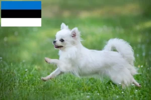 Mehr über den Artikel erfahren Chihuahua Züchter und Welpen in Estland