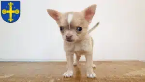 Mehr über den Artikel erfahren Chihuahua Züchter und Welpen in Eutin