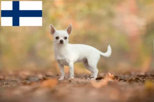 Mehr über den Artikel erfahren Chihuahua Züchter und Welpen in Finnland