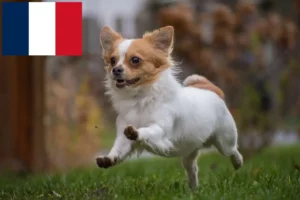 Mehr über den Artikel erfahren Chihuahua Züchter und Welpen in Frankreich