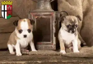 Mehr über den Artikel erfahren Chihuahua Züchter und Welpen in Fulda