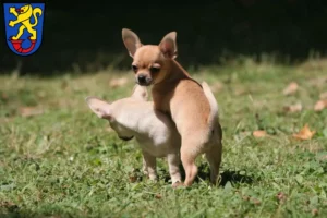 Mehr über den Artikel erfahren Chihuahua Züchter und Welpen in Gifhorn