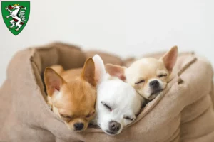 Mehr über den Artikel erfahren Chihuahua Züchter und Welpen in Graz