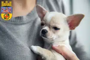 Mehr über den Artikel erfahren Chihuahua Züchter und Welpen in Groß-Gerau