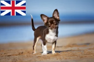 Mehr über den Artikel erfahren Chihuahua Züchter und Welpen in Großbritannien