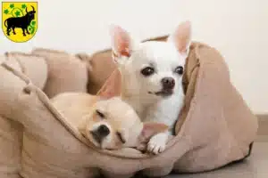 Mehr über den Artikel erfahren Chihuahua Züchter und Welpen in Güstrow