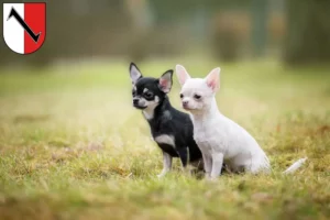 Mehr über den Artikel erfahren Chihuahua Züchter und Welpen in Halberstadt