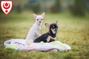 Mehr über den Artikel erfahren Chihuahua Züchter und Welpen in Halle (Saale)