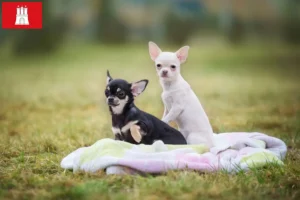 Mehr über den Artikel erfahren Chihuahua Züchter und Welpen in Hamburg