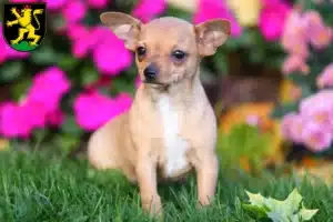 Mehr über den Artikel erfahren Chihuahua Züchter und Welpen in Heidelberg