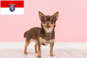 Mehr über den Artikel erfahren Chihuahua Züchter und Welpen in Hessen