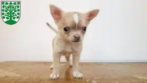 Mehr über den Artikel erfahren Chihuahua Züchter und Welpen in Homburg