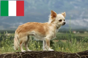 Mehr über den Artikel erfahren Chihuahua Züchter und Welpen in Italien