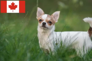 Mehr über den Artikel erfahren Chihuahua Züchter und Welpen in Kanada