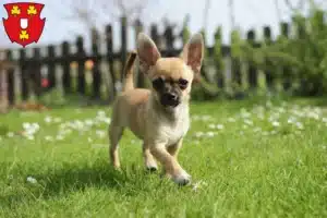 Mehr über den Artikel erfahren Chihuahua Züchter und Welpen in Kleve