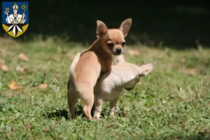 Mehr über den Artikel erfahren Chihuahua Züchter und Welpen in Korbach