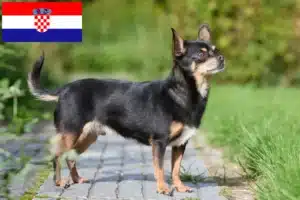 Mehr über den Artikel erfahren Chihuahua Züchter und Welpen in Kroatien