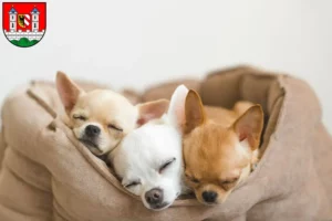 Mehr über den Artikel erfahren Chihuahua Züchter und Welpen in Lauf an der Pegnitz