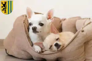 Mehr über den Artikel erfahren Chihuahua Züchter und Welpen in Leipzig