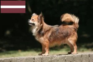 Mehr über den Artikel erfahren Chihuahua Züchter und Welpen in Lettland
