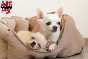 Mehr über den Artikel erfahren Chihuahua Züchter und Welpen in Leverkusen