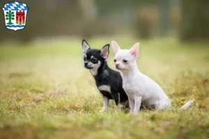 Mehr über den Artikel erfahren Chihuahua Züchter und Welpen in Lindau