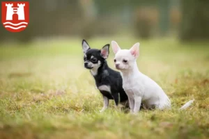 Mehr über den Artikel erfahren Chihuahua Züchter und Welpen in Linz